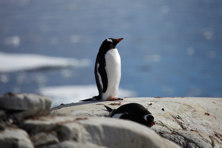 penguin